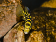 Pseudotropheus crabro