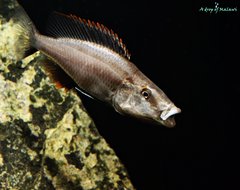 Dimidiochromis Compressiceps f1