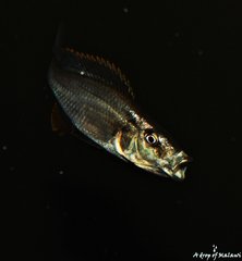 Więcej informacji o „Dimidiochromis Compressiceps f1 młody samiec ok. 11 cm”