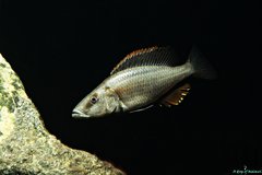 Więcej informacji o „Dimidiochromis Compressiceps f1”