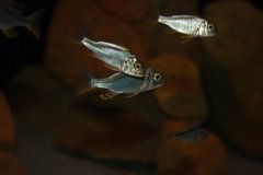 Buccochromis nototaenia