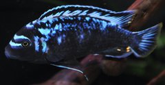 Metriaclima sp. Msobo Magunga