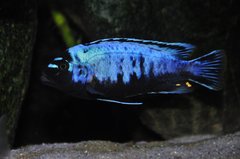 Metriaclima sp. Msobo Magunga
