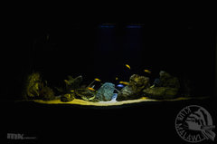 akwarium oswietleniem porannym i wieczornym