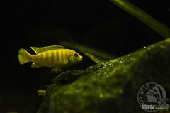 mlody Pseudotropheus Saulosi