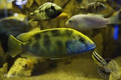 Nimbochromis venustus