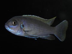 Cynotilapia Afra Red Top Likoma