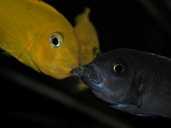 Cynotilapia afra red top likoma & Metriaclima msobo magunga