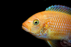 Samica M.Esthera Red Red