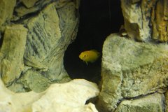 Labidochromis Yellow