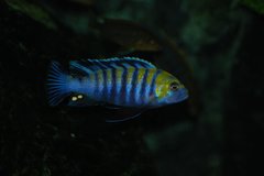 cynotilapia afra cobue