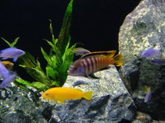 Pseudotropheus Saulosi Coral