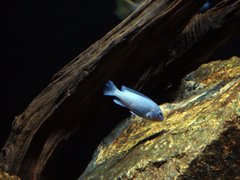 Metriaclima Callainos ok.3cm