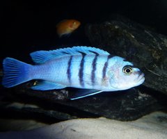 Cynotilapia Hara Gallireya Reef