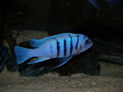 Cynotilapia Hara Gallireya Reef