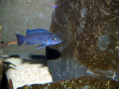 Cynotilapia Hara Gallireya Reef