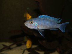 Cynotilapia Hara Gallireya Reef