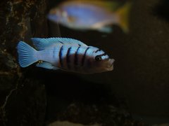 Cynotilapia afra Gallireya Reef