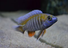 Aulonocara Jacobfreibergi Cape Maclear