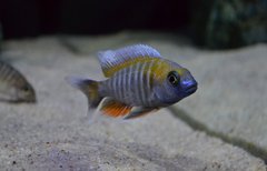 Aulonocara Jacobfreibergi Cape Maclear