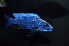 Sciaenochromis fryeri iceberg