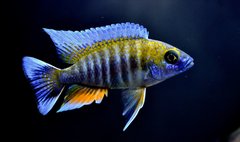 Aulonocara Jacobfreibergi Cape Maclear