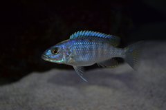 Więcej informacji o „Sciaenochromis Fryeri Iceberg Red fin”