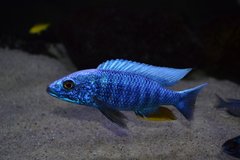 Sciaenochromis Fryeri