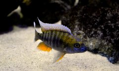 Aulonocara Jacobfreibergi Cape Maclear