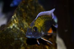 Aulonocara Jacobfreibergi Cape Maclear