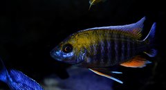 Aulonocara Jacobfreibergi Cape Maclear