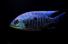 Copadichromis Ivory Undu