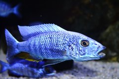 Sciaenochromis Fryeri Iceberg