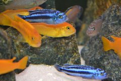 Moje ryby: Metriaclima, Msobo Magunga, Elongatus Neon Spot oraz mlode Melanochromis Maingano