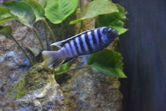 Elongatus Mpanga 8 cm samiec