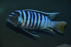 Pseudotropheus Elongatus Mpanga