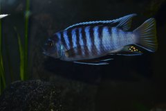 Pseudotropheus Elongatus Mpanga