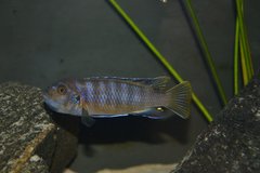 Pseudotropheus Elongatus Mpanga