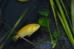 Labidochromis Careuleus Yellow