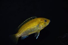 Labidochromis Careuleus Yellow