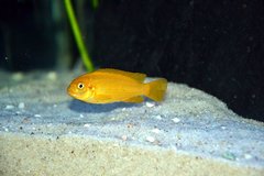 Pseudotropheus Saulosi Coral