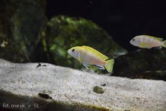 Więcej informacji o „Labidochromis sp. perlmutt”