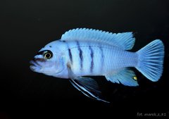 Cynotilapia sp. "hara" Gallireya Reef