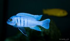Cynotilapia sp. "hara" Gallireya Reef