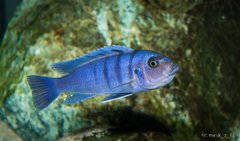 Cynotilapia sp. "hara" Gallireya Reef - Inkubująca samica
