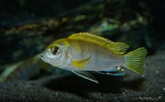 Labidochromis sp. perlmutt
