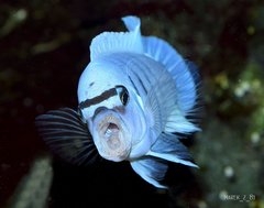Więcej informacji o „Cynotilapia sp. "hara" Gallireya Reef”