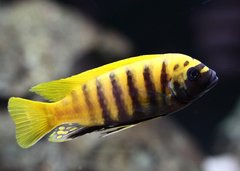 Metriaclima Zebra Gold Kawanga