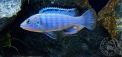 Więcej informacji o „melanochromis joanjohnsonae”
