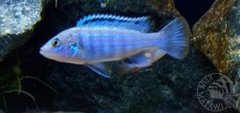 melanochromis joanjohnsonae